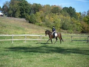 Rhythm extended trot